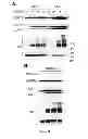 Fig. 25 - Modulators of HSP70/DnaK function and methods of use thereof