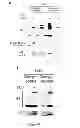 Fig. 30 - Modulators of HSP70/DnaK function and methods of use thereof