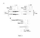 Fig. 35 - Modulators of HSP70/DnaK function and methods of use thereof
