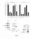 Fig. 37 - Modulators of HSP70/DnaK function and methods of use thereof