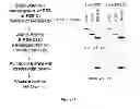 Fig. 44 - Modulators of HSP70/DnaK function and methods of use thereof