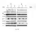 Fig. 45 - Modulators of HSP70/DnaK function and methods of use thereof