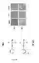 Fig. 49 - Modulators of HSP70/DnaK function and methods of use thereof