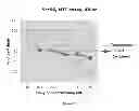Fig. 52 - Modulators of HSP70/DnaK function and methods of use thereof