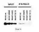 Fig. 55 - Modulators of HSP70/DnaK function and methods of use thereof