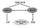 Fig. 01 - Use of transplatin to prevent hearing loss