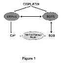 Fig. 02 - Use of transplatin to prevent hearing loss