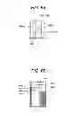 Fig. 09 - Sample processing device, sample treatment method, and reaction container used in these device and method