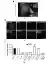 Fig. 02 - Method, probe and kit for DNA in situ hybridization and use thereof
