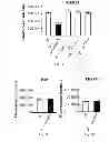 Fig. 04 - Method, probe and kit for DNA in situ hybridization and use thereof