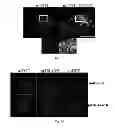 Fig. 06 - Method, probe and kit for DNA in situ hybridization and use thereof