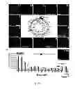 Fig. 08 - Method, probe and kit for DNA in situ hybridization and use thereof