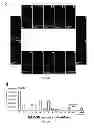 Fig. 09 - Method, probe and kit for DNA in situ hybridization and use thereof