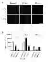 Fig. 22 - Method, probe and kit for DNA in situ hybridization and use thereof