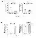 Fig. 32 - Method, probe and kit for DNA in situ hybridization and use thereof