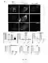Fig. 41 - Method, probe and kit for DNA in situ hybridization and use thereof