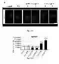 Fig. 44 - Method, probe and kit for DNA in situ hybridization and use thereof
