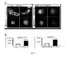 Fig. 47 - Method, probe and kit for DNA in situ hybridization and use thereof