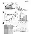 Fig. 06 - Methods for the Treatment, the Prognostic Assessment and the Staging of Non-Small Cell Lung Cancer