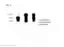 Fig. 04 - METHOD FOR ASSAYING ARYLSULFATASE ACTIVITY
