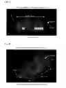 Fig. 02 - METHOD FOR MAKING BIOLOGICAL MATERIAL TRANSPARENT AND USE THEREOF