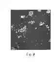 Fig. 09 - Methods for preparing purified lipopeptides