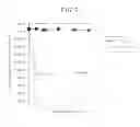 Fig. 07 - COMPLEX AND USES THEREOF