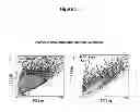 Fig. 06 - Expansion Medium for CD34-Negative Stem Cells