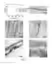Fig. 02 - CARBON-NANOTUBE MODULATION OF MYOCYTE CELLS