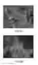 Fig. 12 - CARBON-NANOTUBE MODULATION OF MYOCYTE CELLS