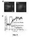 Fig. 32 - OPTICAL CONTROL OF CELL SIGNALING