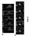 Fig. 34 - OPTICAL CONTROL OF CELL SIGNALING