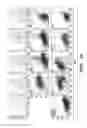 Fig. 10 - Methods for isolating early neurons and neuroblasts