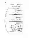 Fig. 02 - Modified RNAse H and detection of nucleic acid amplification