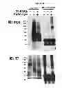 Fig. 03 - Pepducin design and use