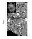 Fig. 02 - Anti-microbial peptides and uses of same