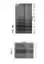Fig. 09 - Anti-microbial peptides and uses of same