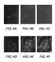 Fig. 04 - Chimeric neuregulins and method of making and use thereof
