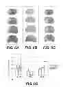 Fig. 06 - Chimeric neuregulins and method of making and use thereof