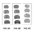 Fig. 08 - Chimeric neuregulins and method of making and use thereof