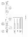 Fig. 02 - Monovalent and Multivalent Multispecific Complexes and Uses Thereof