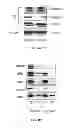 Fig. 08 - sGCalphal inhibiting compositions