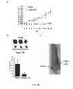 Fig. 35 - sGCalphal inhibiting compositions