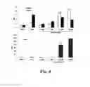 Fig. 05 - CHALCONE DERIVATIVES AS NRF2 ACTIVATORS