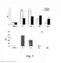 Fig. 06 - CHALCONE DERIVATIVES AS NRF2 ACTIVATORS