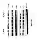 Fig. 20 - Compositions and methods for localized drug delivery through mammary papillae