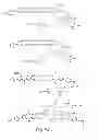 Fig. 52 - Cytotoxic benzodiazepine derivatives and methods of preparation