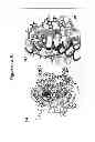 Fig. 02 - Photosynthetic organisms and compositions and methods of generating same