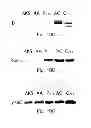 Fig. 20 - Photosynthetic organisms and compositions and methods of generating same