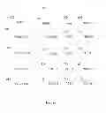 Fig. 06 - Multimedia signal latency management by skipping
